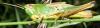 Pseudochorthippus parallelus parallelus